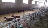 Trail Walking Saugues - live Saugues - Lajo - Photo 8