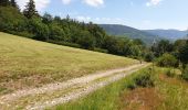 Trail Walking Villé - Le massif de la Honel - Photo 8