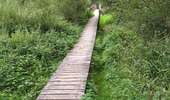 Trail Walking Daverdisse - Porcheresse Grinchi - Photo 4