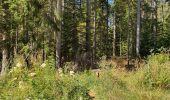 Trail Walking La Chaise-Dieu - Sentier du Serpent d'Or  - Photo 10