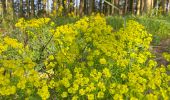 Trail Walking Paliseul - Maissin, pvl juillet 2025 - Photo 15