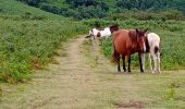 Tour Wandern Hasparren - Urcuray - Photo 16