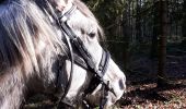 Trail Equestrian Wellin - Promenade équestre au fil de nos cours d'eau - Photo 1