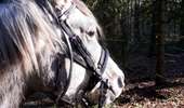 Tocht Paard Wellin - Promenade équestre au fil de nos cours d'eau - Photo 1