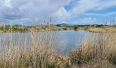 Tour Wandern Fréjus - etangs de villepey et collines - Photo 20