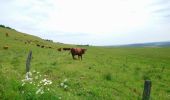 Randonnée Marche Allanche - Allanche - Maillargues Puy de Mathonière - 12.8km 320m 4h00 - 2019 06 25 - Photo 5