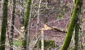 Randonnée Marche La Roche-en-Ardenne - Vecmont - Photo 18