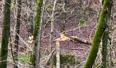 Tocht Stappen La Roche-en-Ardenne - Vecmont - Photo 18