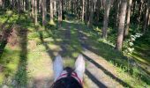 Trail Horseback riding Bastogne - Lutrebois - Photo 3