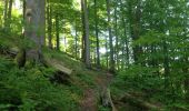 Trail On foot Wolfhagen - Weidelsburg, Rundweg 2 - Photo 8