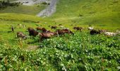 Trail Walking La Chapelle-d'Abondance - CORNETTES DE BISE: LAC DE DARBON - Photo 16