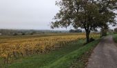 Tour Wandern Bourgueil - Bourgueil le Picard - GRP Coteaux de Bourgueil - 24.3km 325m 5h25 (45mn) - 2024 10 30 - Photo 12