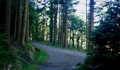 Percorso A piedi Sconosciuto - Tollymore Forest - The Drinns Trail - Photo 9