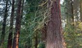 Tour Wandern Tervuren - Arboretum tra Nuovo e Vecchio mondo (castanea dentata) - Photo 14