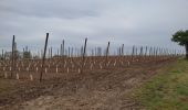 Trail Walking Chardonnay - chardonnay,montbellet,uchizy CAF - Photo 2