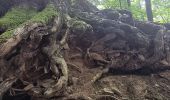 Trail Walking Spa - artistes . nelis . geronster . meyerber . artistes  - Photo 17