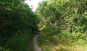 Tocht Stappen Riemst - montagne saint Pierre sud par les petits chemins - Photo 12