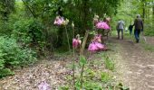 Percorso Marcia Saint-Hubert - Awenne - Photo 7