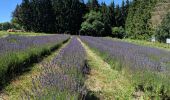 Tocht Stappen Vagney - Le Haut du Tôt - Photo 6