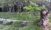 Excursión Senderismo Spa - aérodrome. bois des vieilles fagnes . malchamps . retour le long de la fagne  - Photo 4