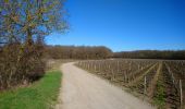 Randonnée Marche Noizay - Noizay - Sentier vignes et coteaux - 14km 185m 3h00 - 2022 02 26 - Photo 4