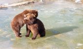 Randonnée Marche Rochefort - Parc Animalier de Han - Photo 1