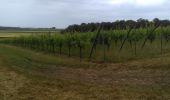 Randonnée Marche Vendeuvre - Les Arpents du soleil / La vigne - Photo 2