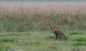 Tour Zu Fuß Unknown - Sporet i Ballum, grøn rute - Photo 7