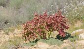 Trail On foot Ramat Negev Regional Council - IL-18374 - Photo 3