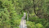 Tocht Te voet Spiegelau - Hauptwanderweg (Nationalpark Bayerischer Wald) - Photo 1