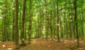 Randonnée Marche Thuin - La Promenade du Bois du Prince - Abbaye d'Aulne - Photo 4