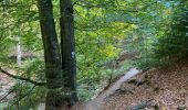 Tour Wandern Monschau - Mützenich Ternell 22 km - Photo 7