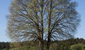 Tour Zu Fuß Sankt Johann in der Haide - Ghartwald-Rundwanderweg - Photo 3