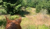 Trail Horseback riding Orbey - Orbey- Sainte Marie aux mines - Photo 13