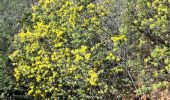 Trail Walking Hyères - N3 1er Borrel les mimosas sentier Philibert - Photo 6