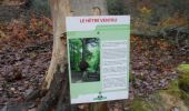 Trail Walking Oissel - 20231128-les essarts cool - Photo 16