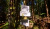 Trail Walking La Bresse - Lac de Lispach et sentier Dielaine  - Photo 5