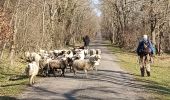 Trail Walking Wittelsheim - Pulversheim et environs (09/02/2023) - Photo 2