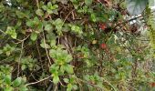 Tour Wandern Le Lorrain - Boucle Morne Jacob - Photo 4