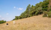 Tour Zu Fuß Warburg - Rundwanderweg 