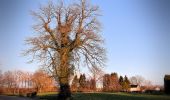 Tour Zu Fuß Raeren - Freyenter Wald - Photo 7