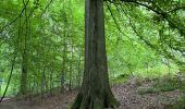 Tour Wandern Auderghem - Oudergem - Rouge cloître notte o mattino  - Photo 7