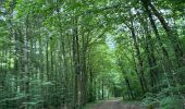 Tocht Noords wandelen Habscht - Eischen - Photo 2