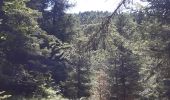 Tour Wandern Ancelle - toufde la Pinouse : pré bouria . Le rouanne . la pinouse . moissiere . pré bouria - Photo 11