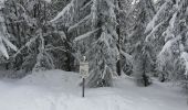 Tocht Sneeuwschoenen Le Hohwald - rptlch - Photo 2