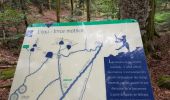 Trail Walking Lepuix - Giromagny - sentier des mines  - Photo 2