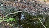 Randonnée Marche Beauvechain - #240524b - Forêt de Meerdael, drève et étang de Warande - Photo 11