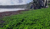 Randonnée Marche Unknown - Plage de Grande Anse Le Lorrain - Photo 20