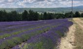 Tour Wandern Sault - Cheminées lavandes Sault - Photo 3