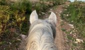 Trail Horseback riding Ban-sur-Meurthe-Clefcy - Fraize chez Delphine col plafond Yoigo  - Photo 7
